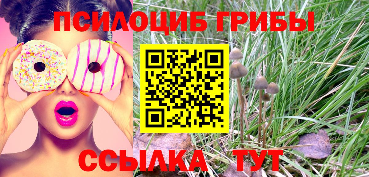Псилоцибиновые грибы Psilocybe Люберцы